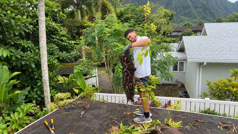 Technician removing roof overgrowth on an Oahu home